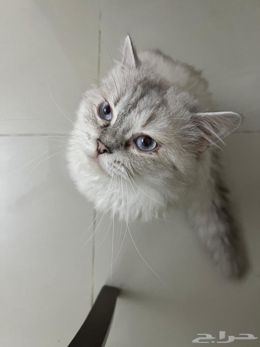 قطه للبيع63206104809858111
