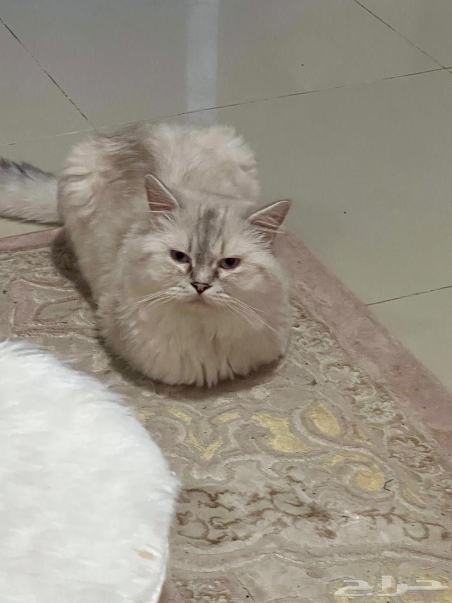قطه للبيع63206104809858112