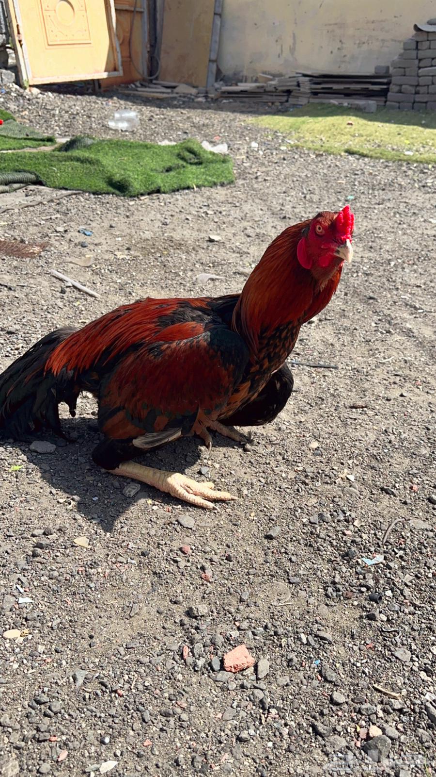 Original Pakistani rooster63204525114882111