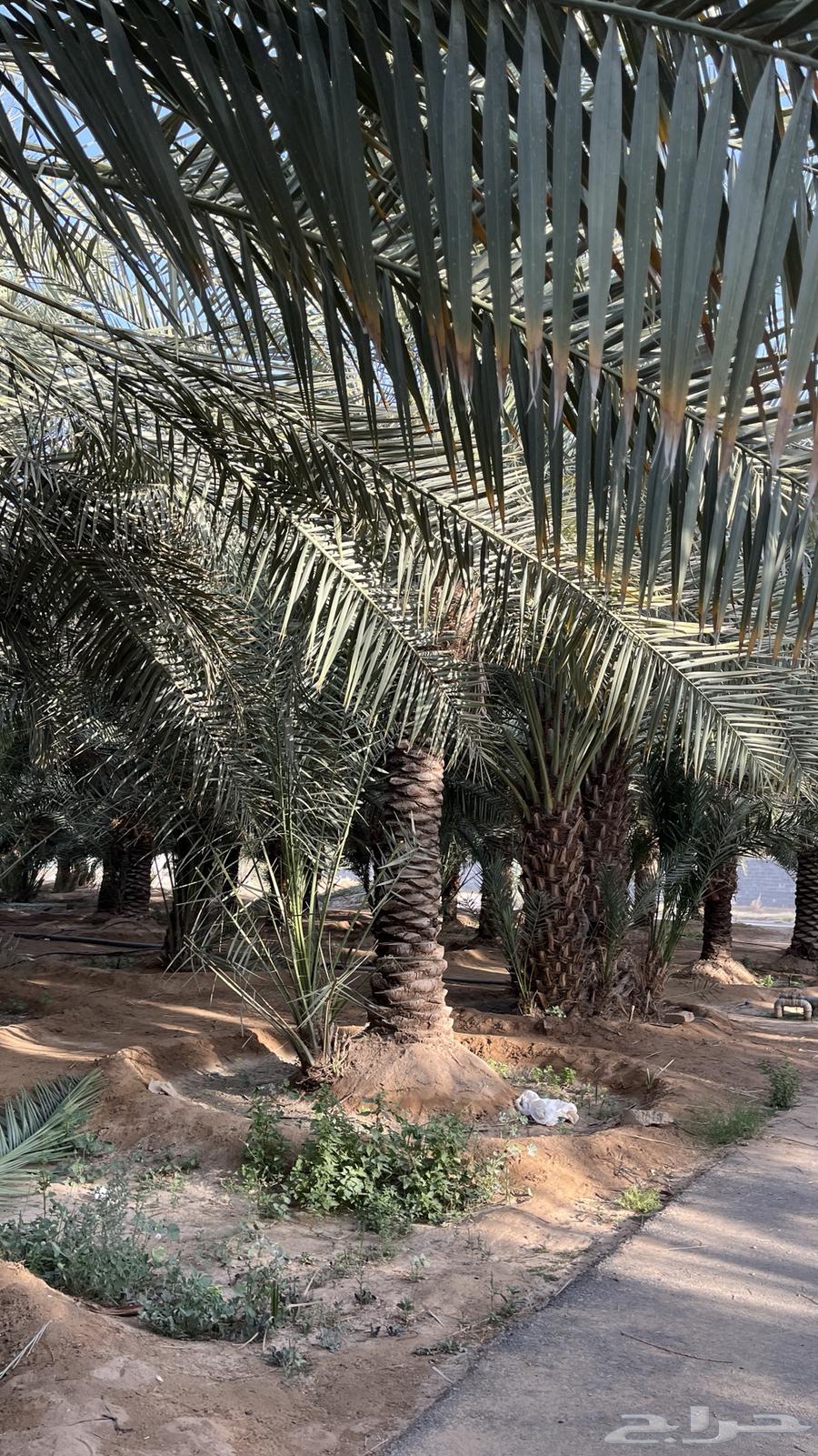 Dates of Khulais63204549526146111