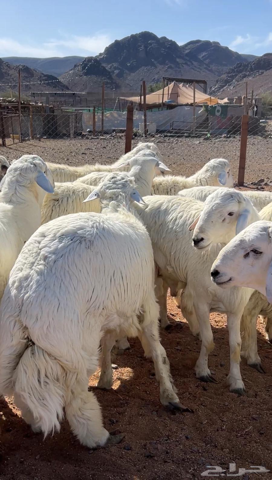 Sheep enforcing freedoms63206124065794113