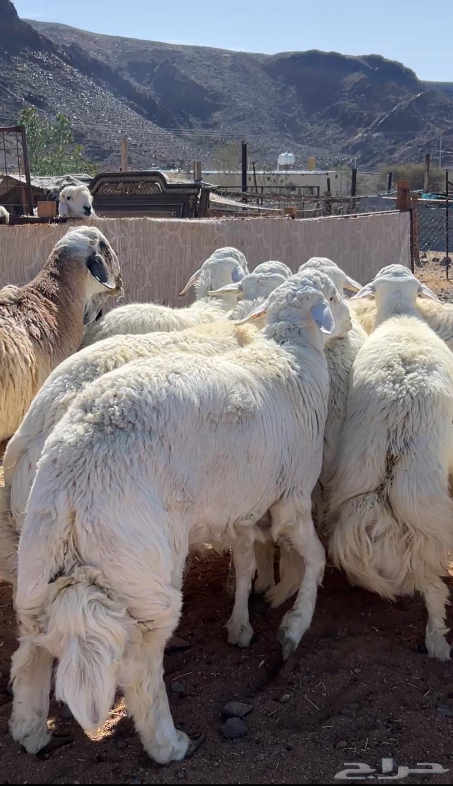 Sheep enforcing freedoms63206124065794112