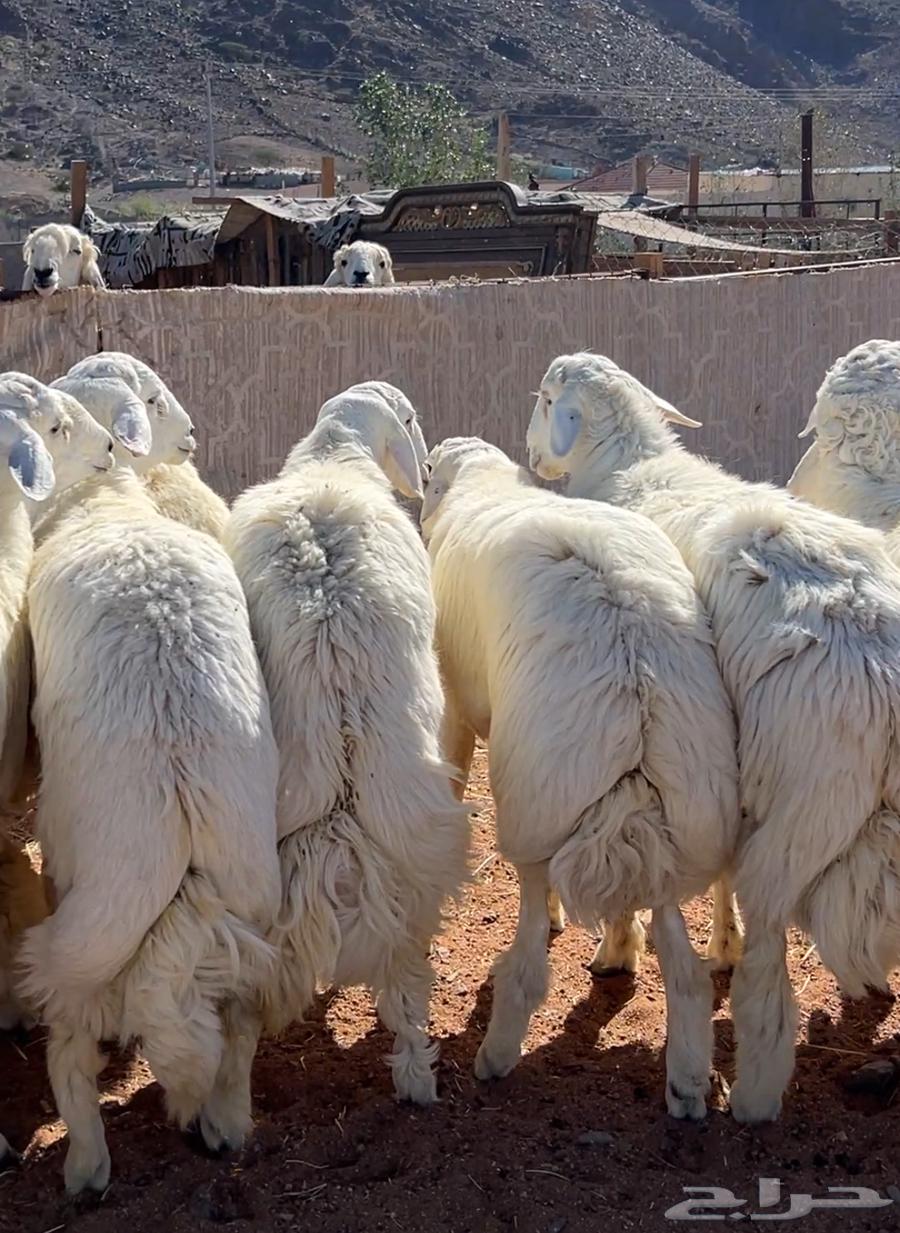 Sheep enforcing freedoms63206124065794111
