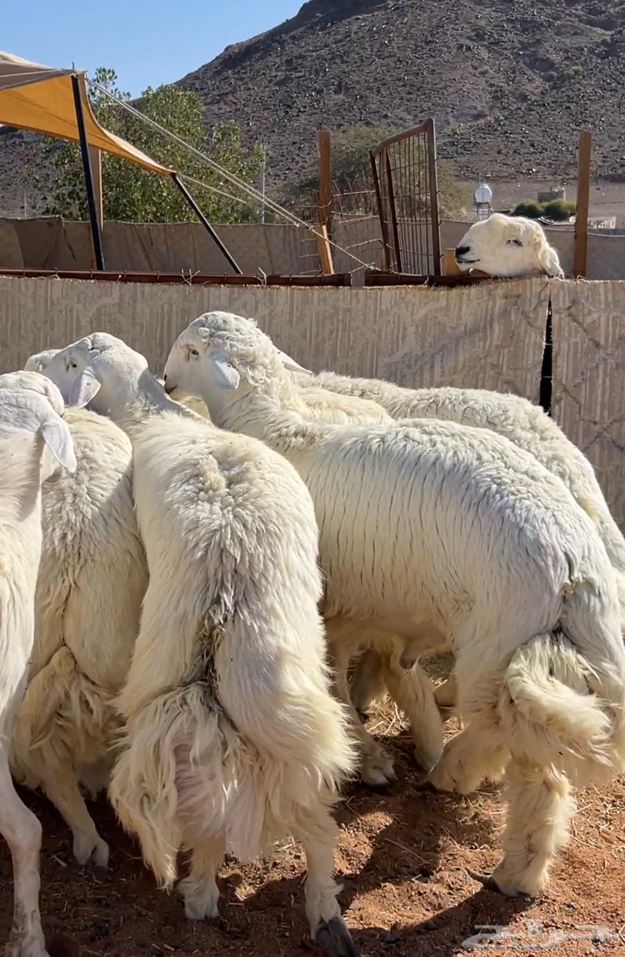 Sheep enforcing freedoms63206124065794114