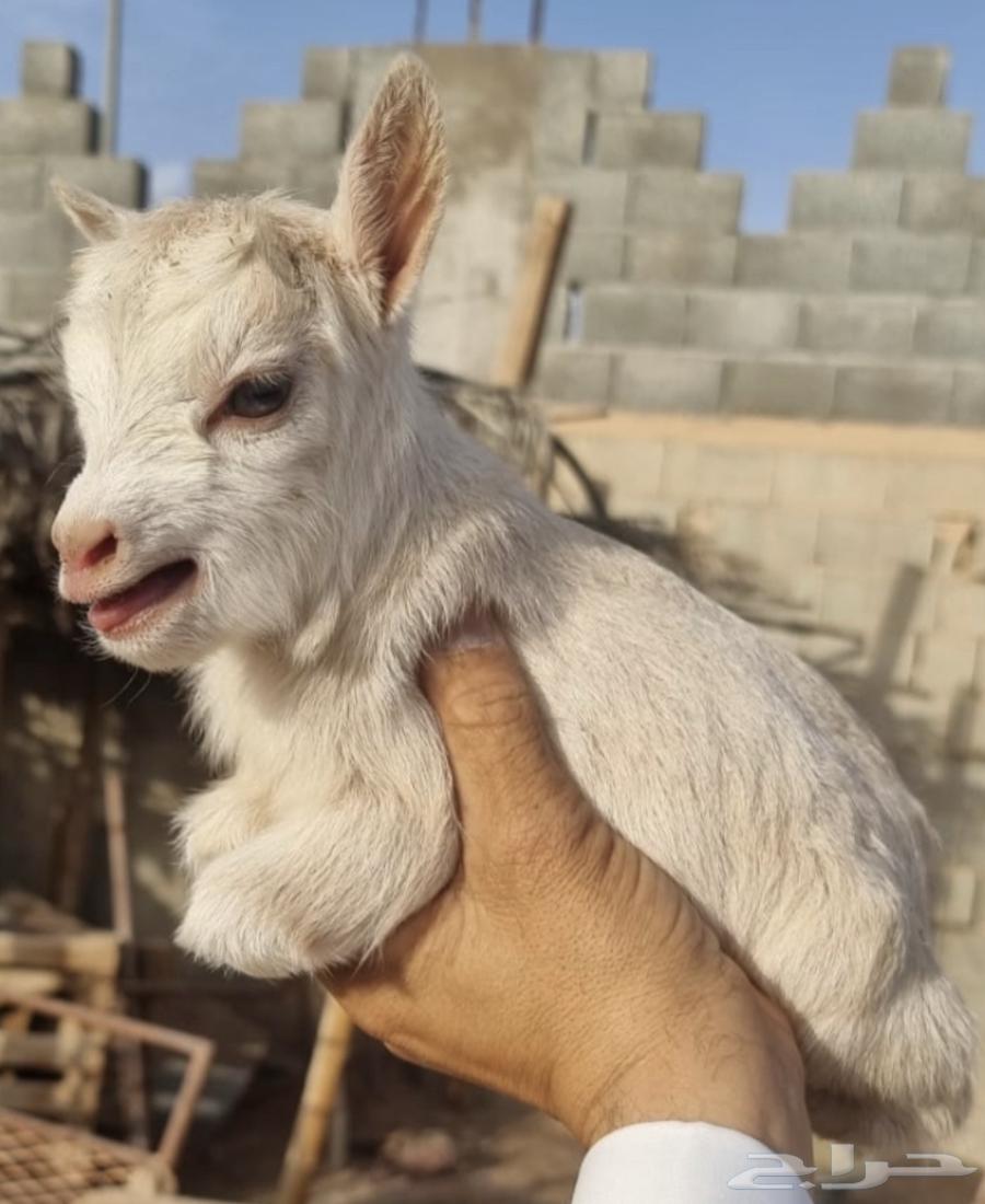 A dwarf goat is a domestic animal trained to hand-feed, cage-free.63205074038147114