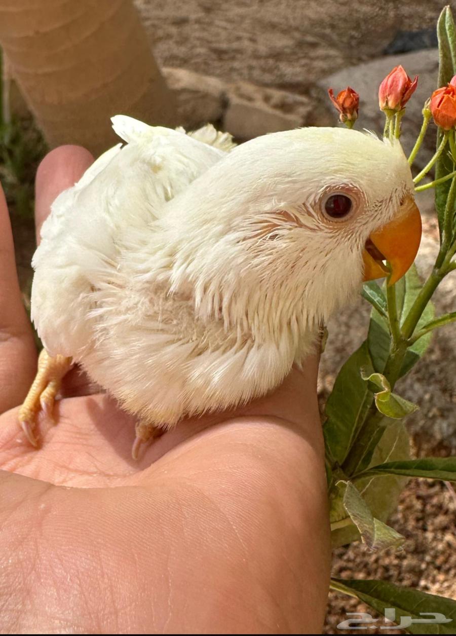 Chickens have red eyes because of the light.63205586420227113