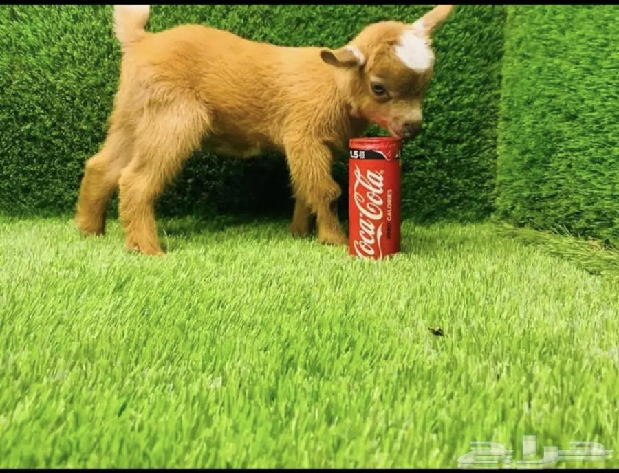 A dwarf goat is a domestic animal trained to hand-feed, cage-free.63205074038147113