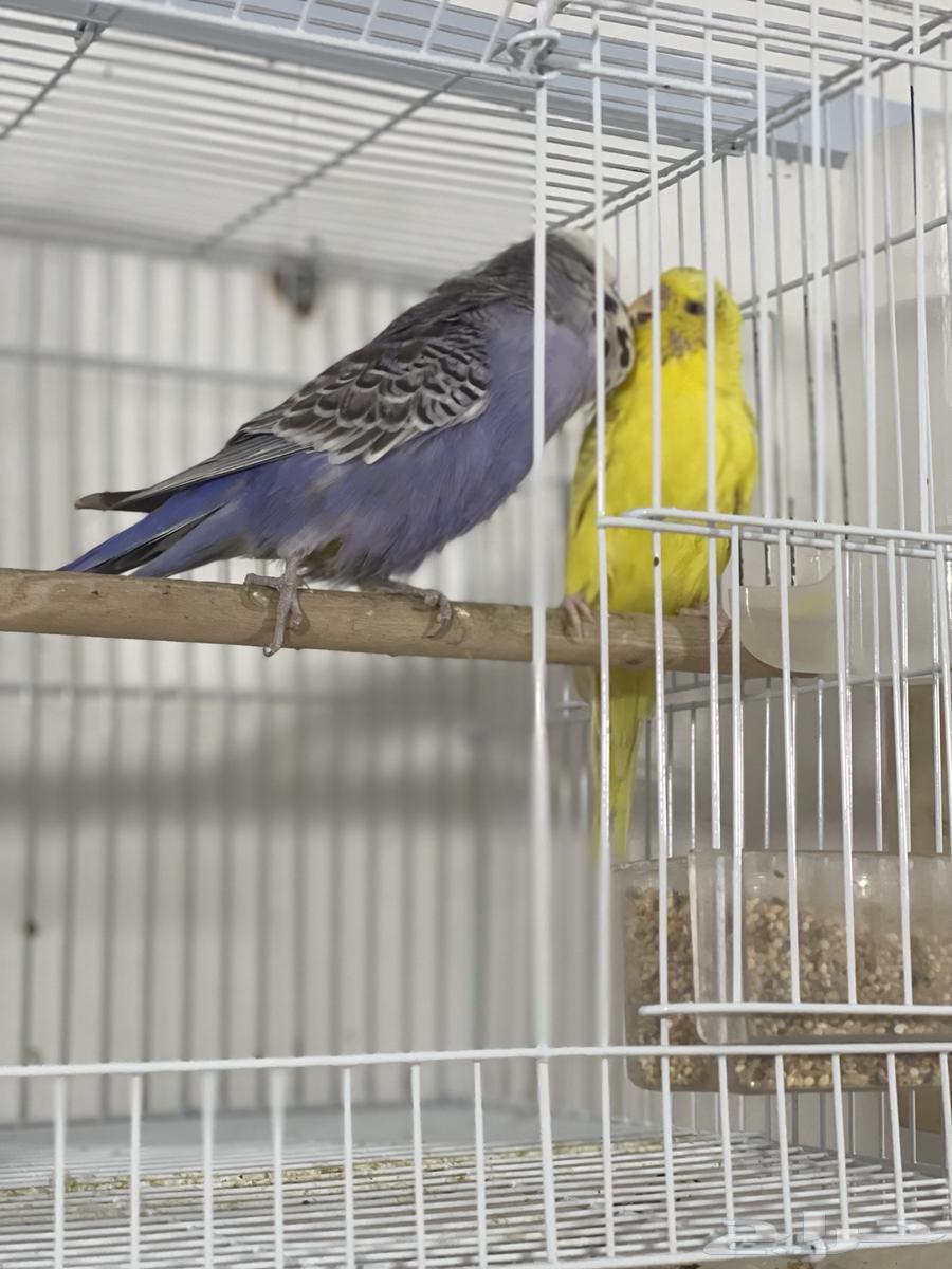 English passport (on eggs now)63205590429313112