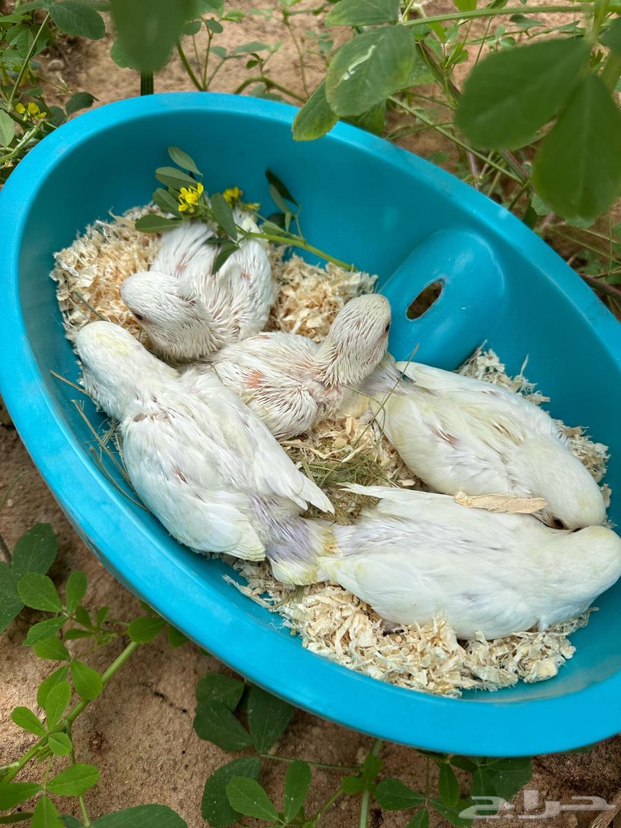 Chickens have red eyes because of the light.63205586420227112