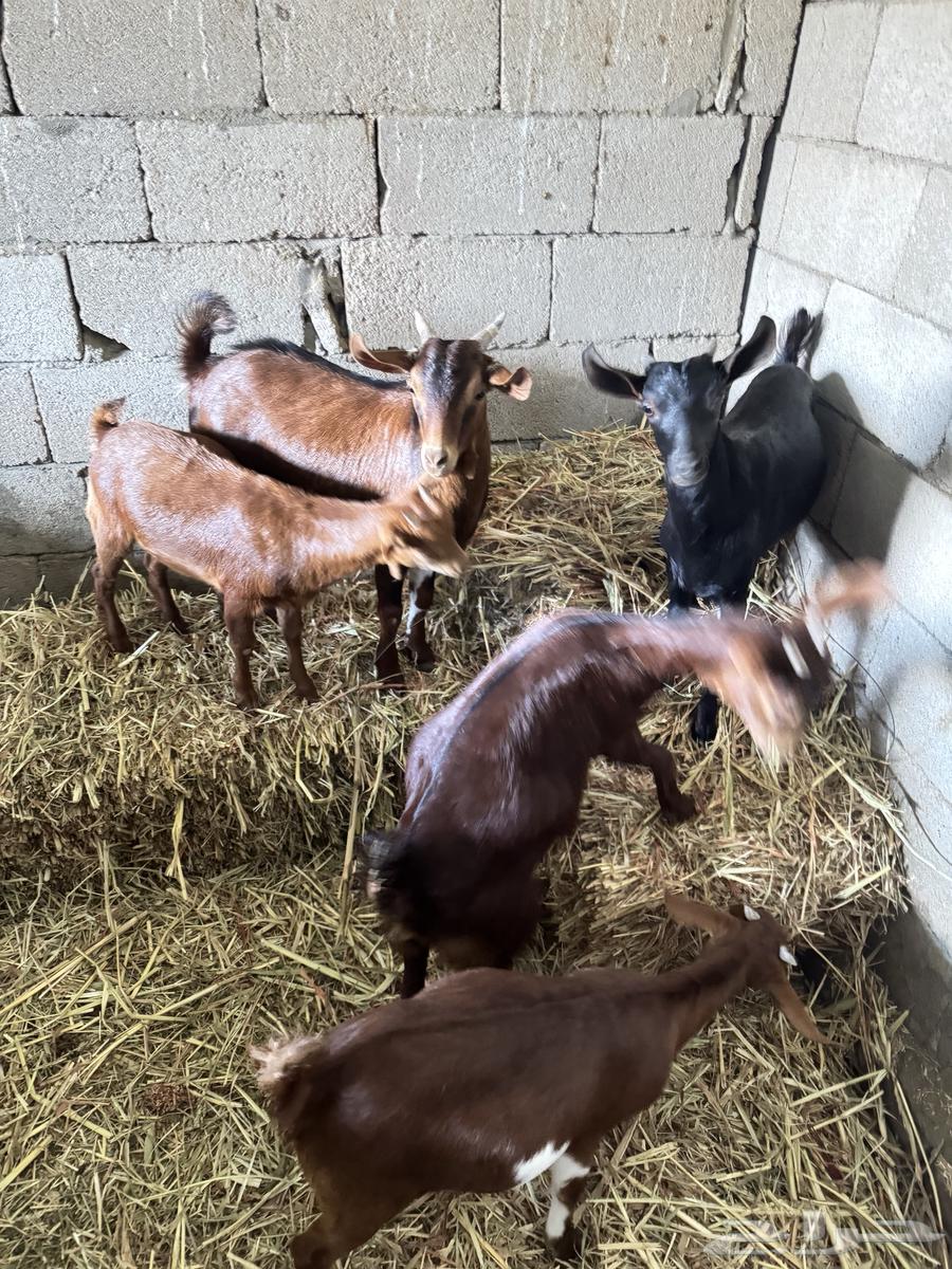 Four Jafar and a male goat from Mahayil63205579507587111