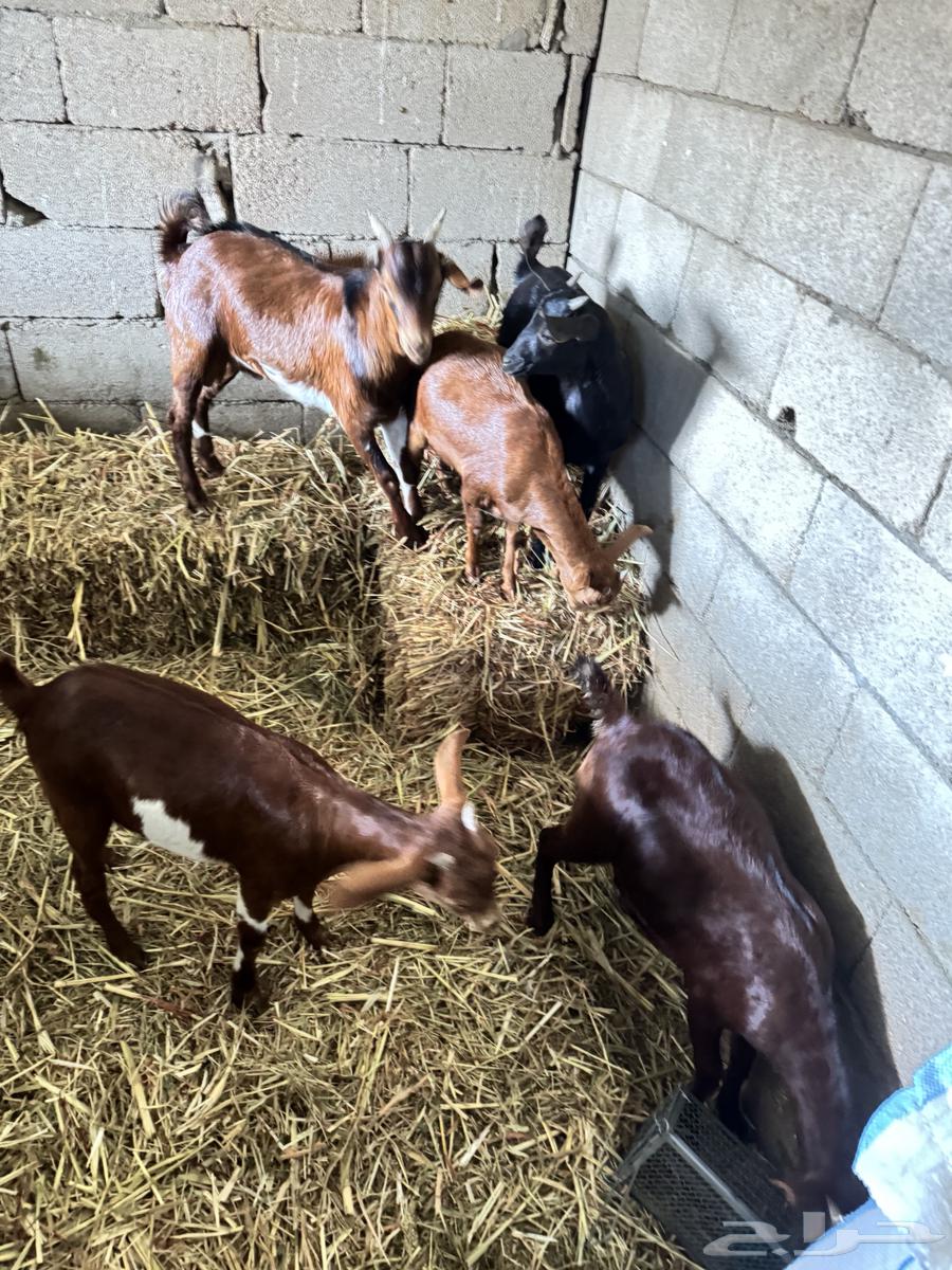 Four Jafar and a male goat from Mahayil63205579507587114