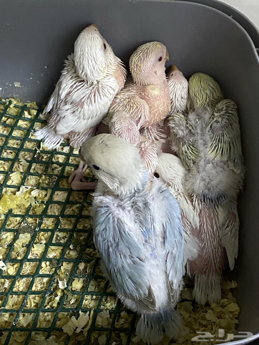 Parrot chick day63205582726659111