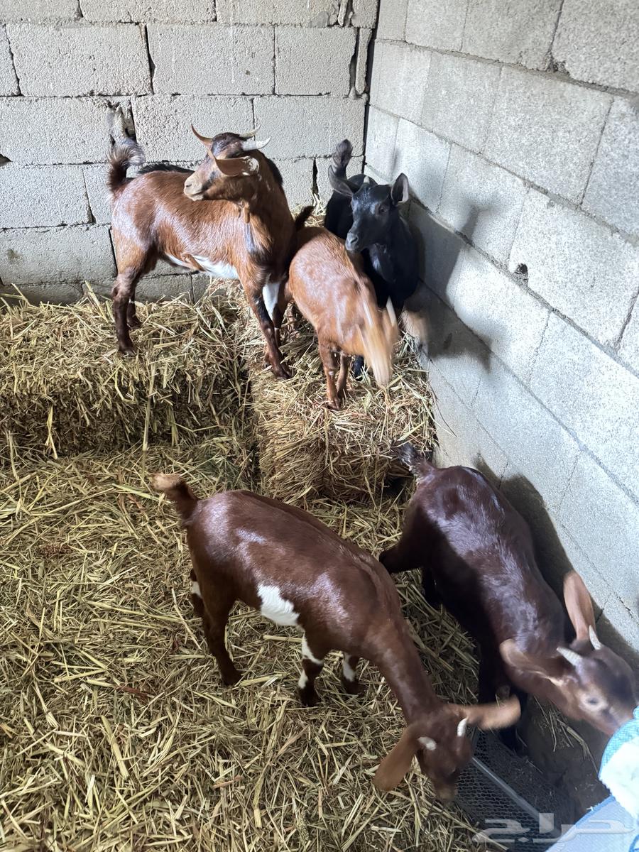 Four Jafar and a male goat from Mahayil63205579507587113