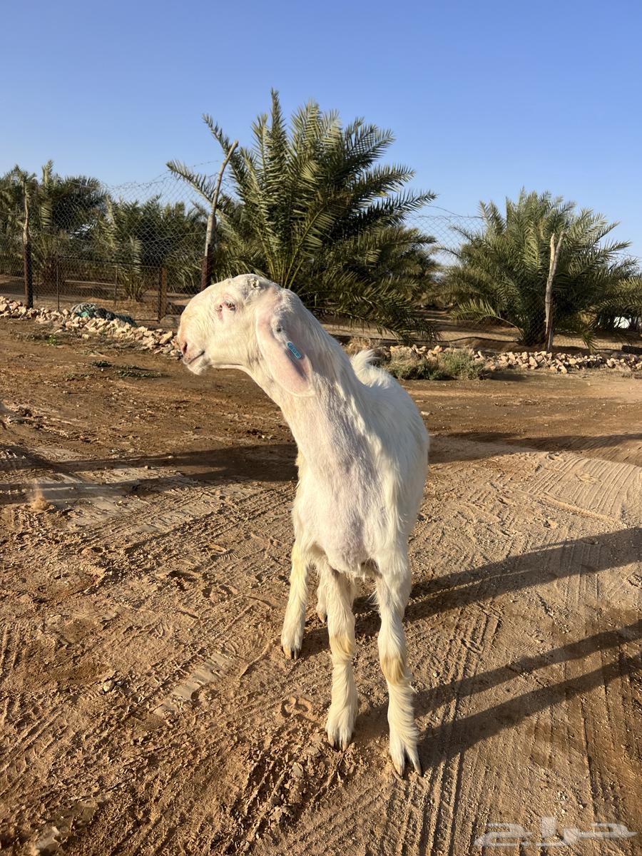 Jesus Christ's sheep category (Sold)63203386250499111