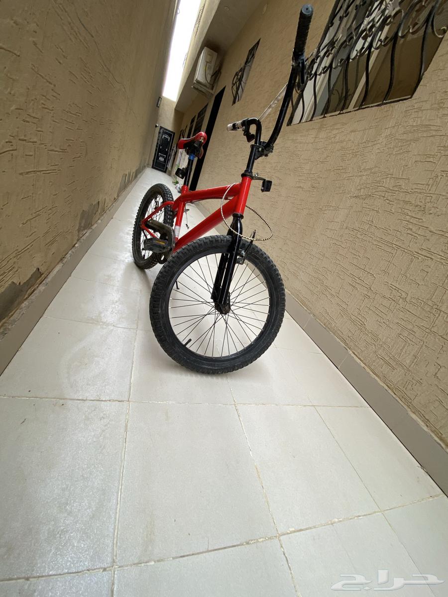 Cobra for sale, for inquiries contact via WhatsApp number63205077347971112