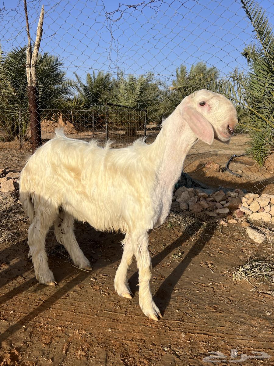 Jesus Christ's sheep category (Sold)63203386250499110