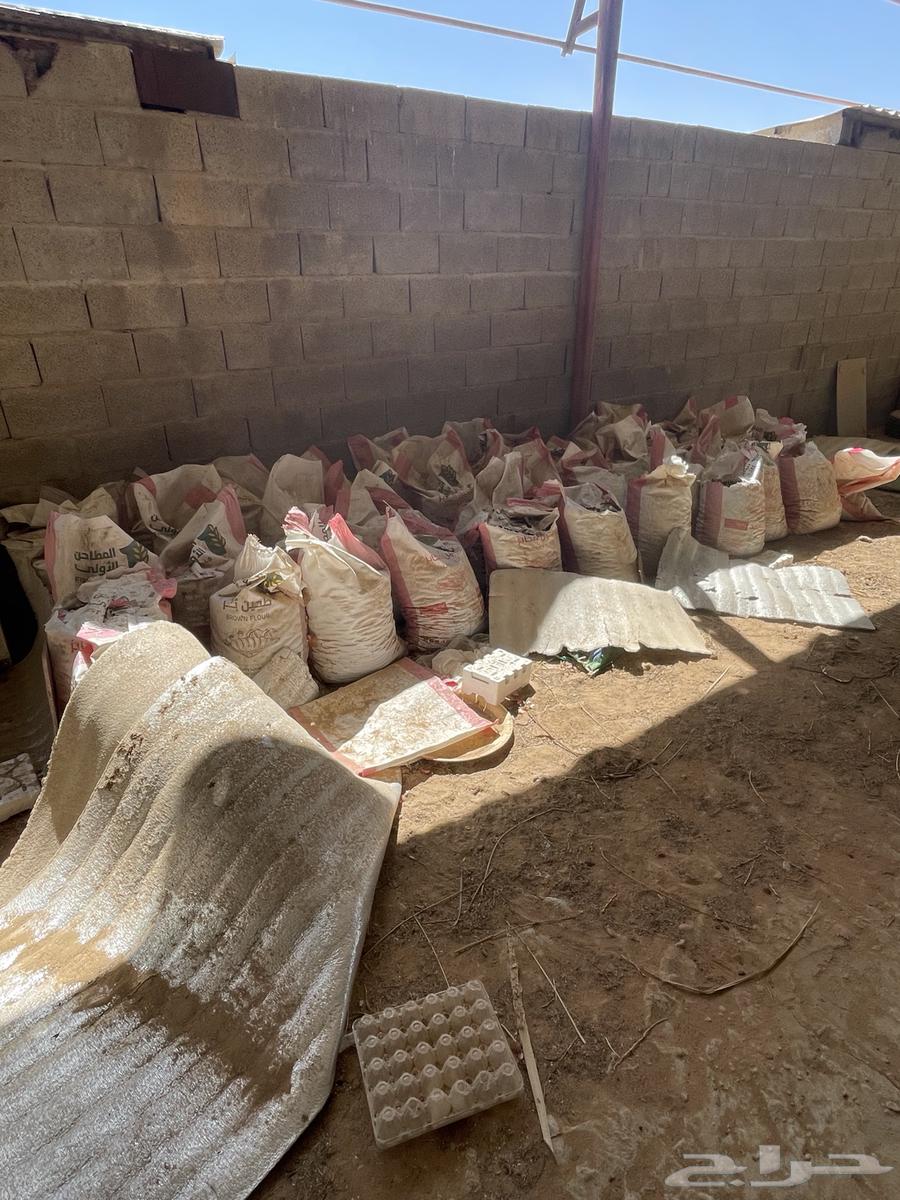 Tamar for sale, cheap63204510334337112