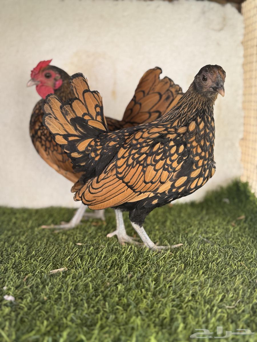 Copper Sprite Chicken (Sold)63206123729794112