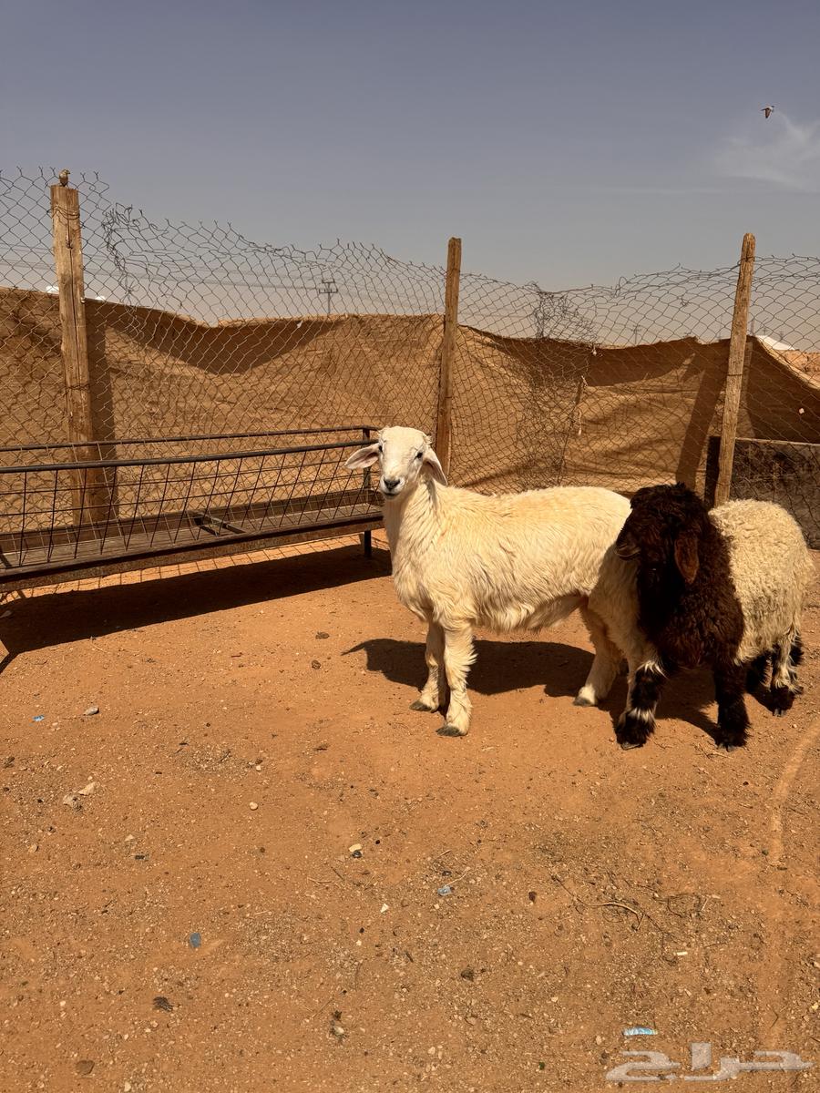 Dhabih Abu Abdullah Al-Otaibi63206124601473114