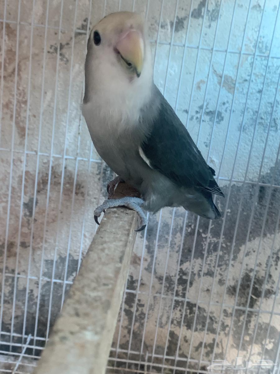 Two female chicks without males were sold63205587235331114