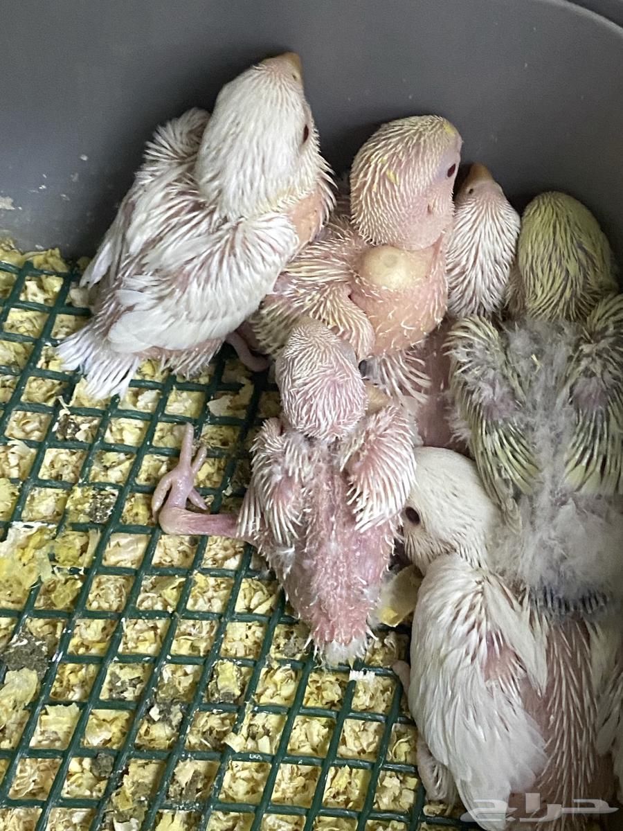 Parrot chick day63205582726659113