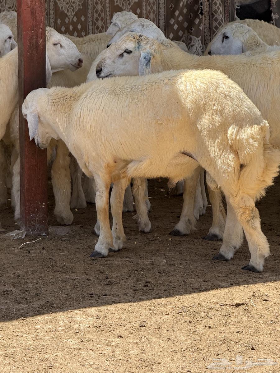 طليان و سواكني ابيض63520656761730111