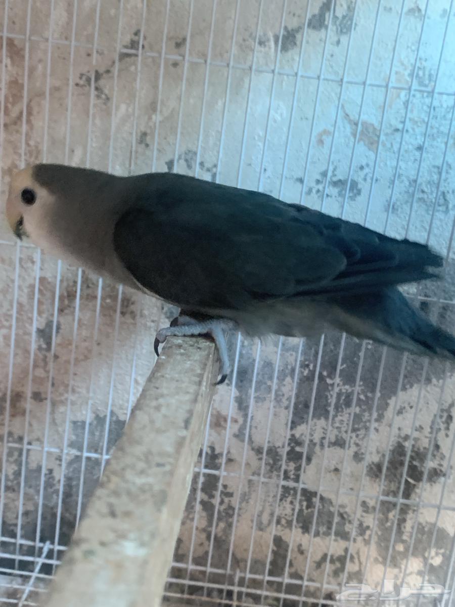 Two female chicks without males were sold63205587235331113