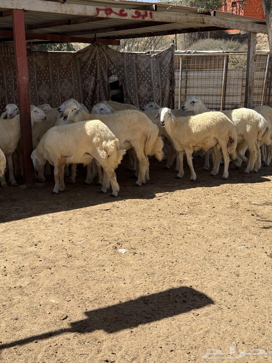 طليان و سواكني ابيض63520656761730112