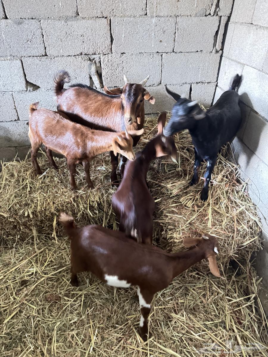Four Jafar and a male goat from Mahayil63205579507587112