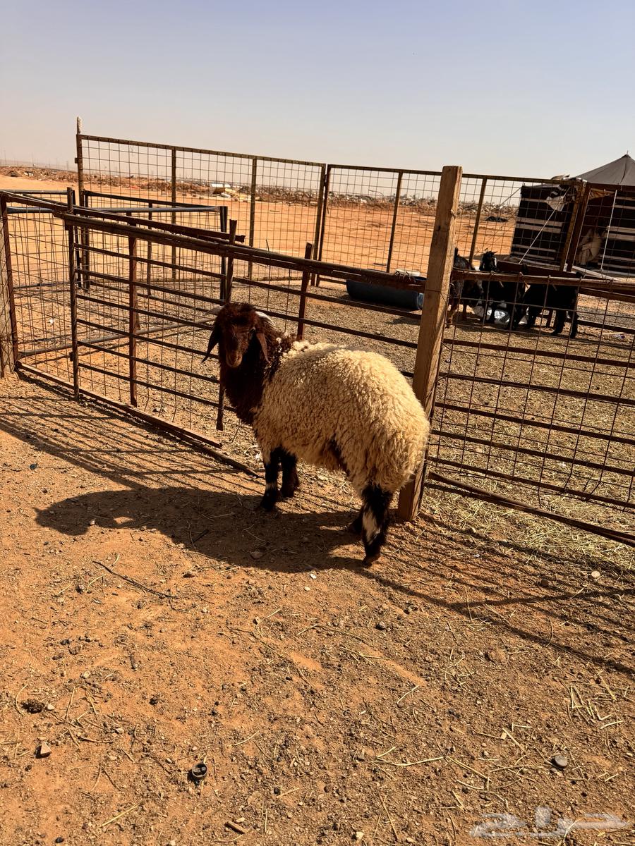 Dhabih Abu Abdullah Al-Otaibi63206124601473112
