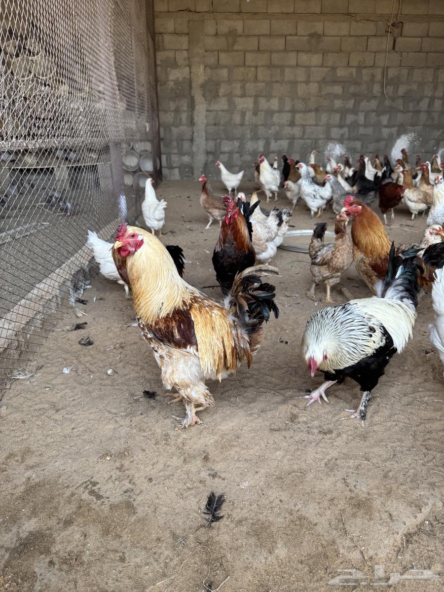 Brahma chicken skewers63205085167489111
