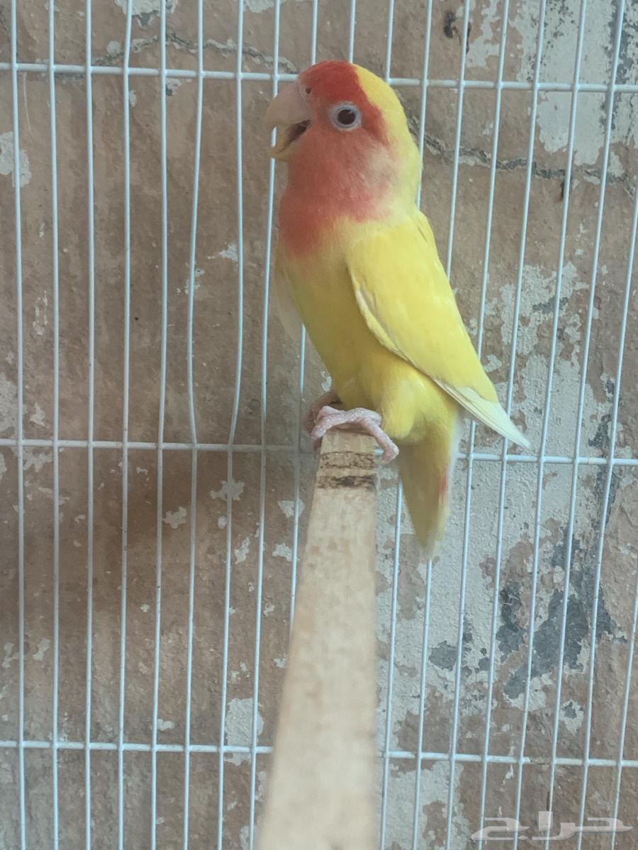 Two female chicks without males were sold63205587235331112