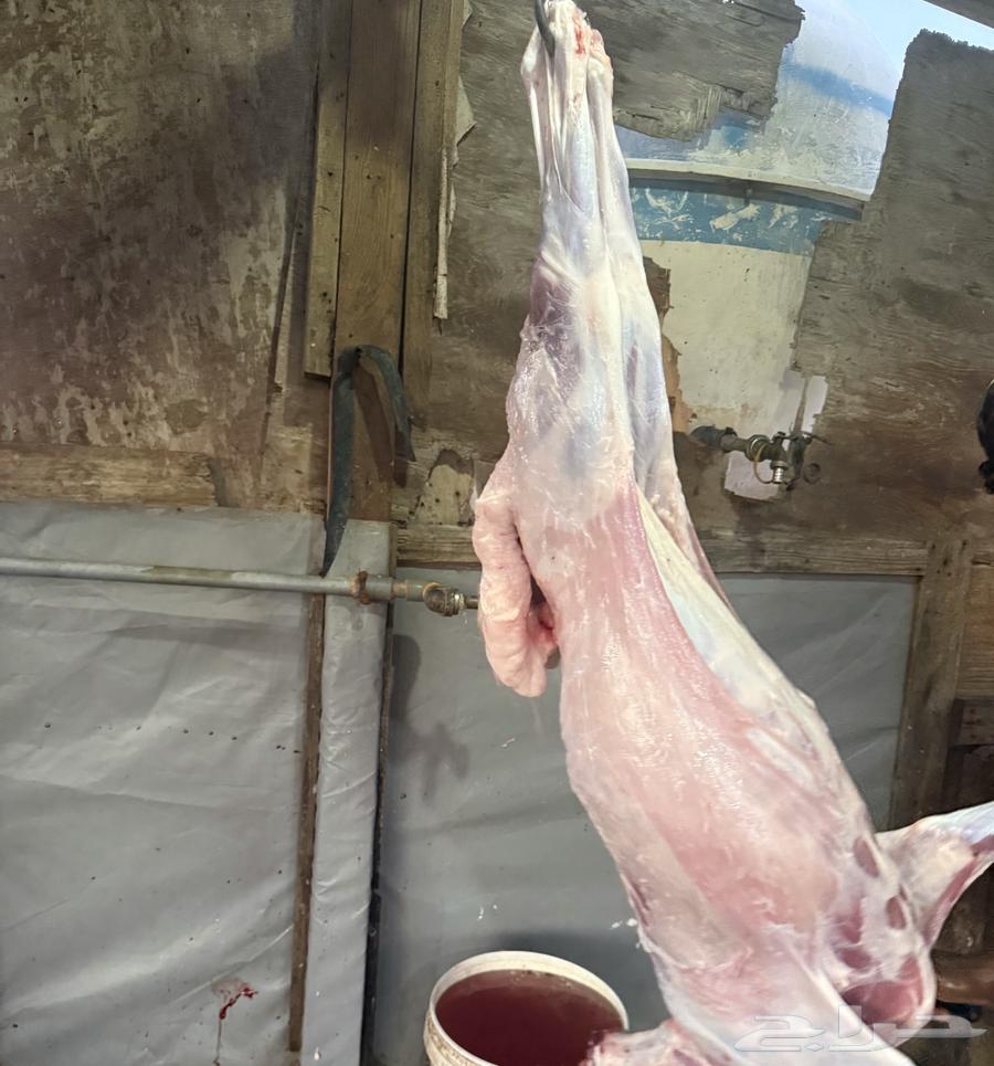 Slaughterhouses for crazy sheep required in Dammam, Al-Khobar, and Dharan.63520299428482111