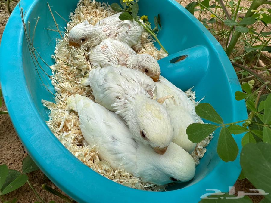 Chickens have red eyes because of the light.63205586420227111