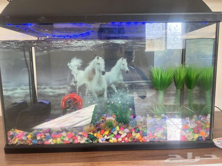 Fish tank63204539119105111