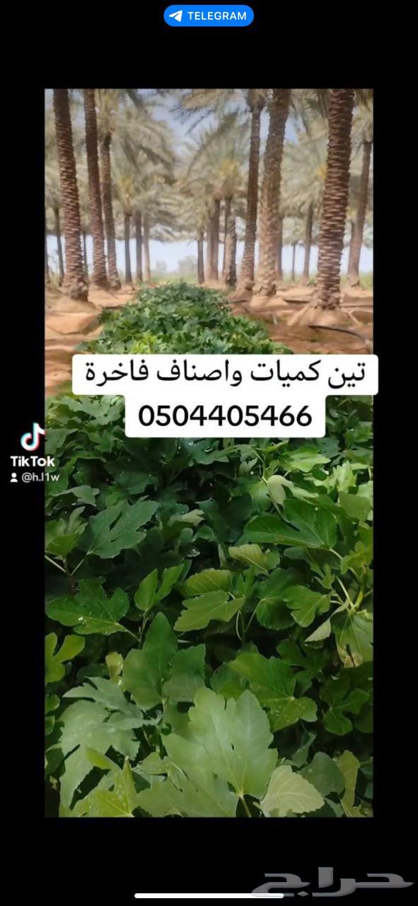 شتلات تين أصناف تجارية63520528980354112