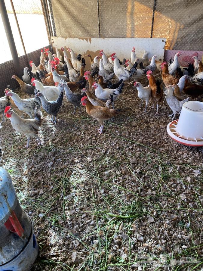 Local chicken, 4 and a half months old63204554568449111