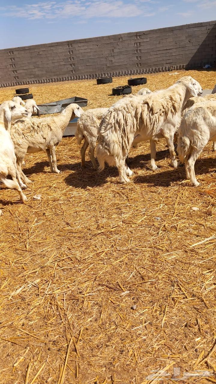 Good lamb, free in the wild, delicious.63205084662914111
