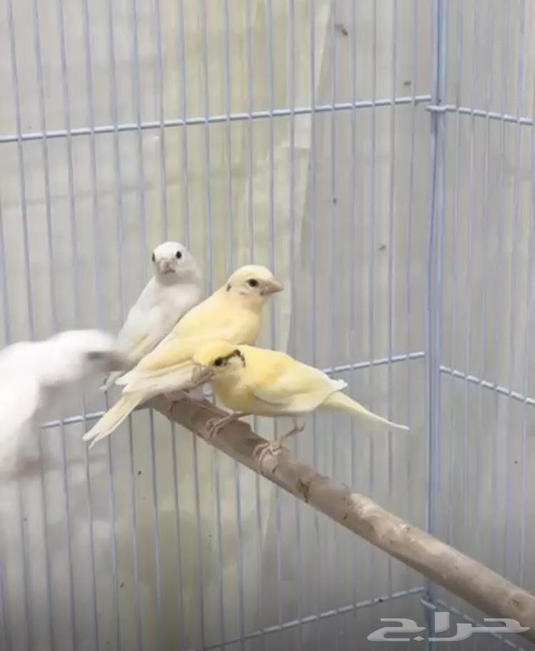 The canary has been sold outside the site63202890953731110