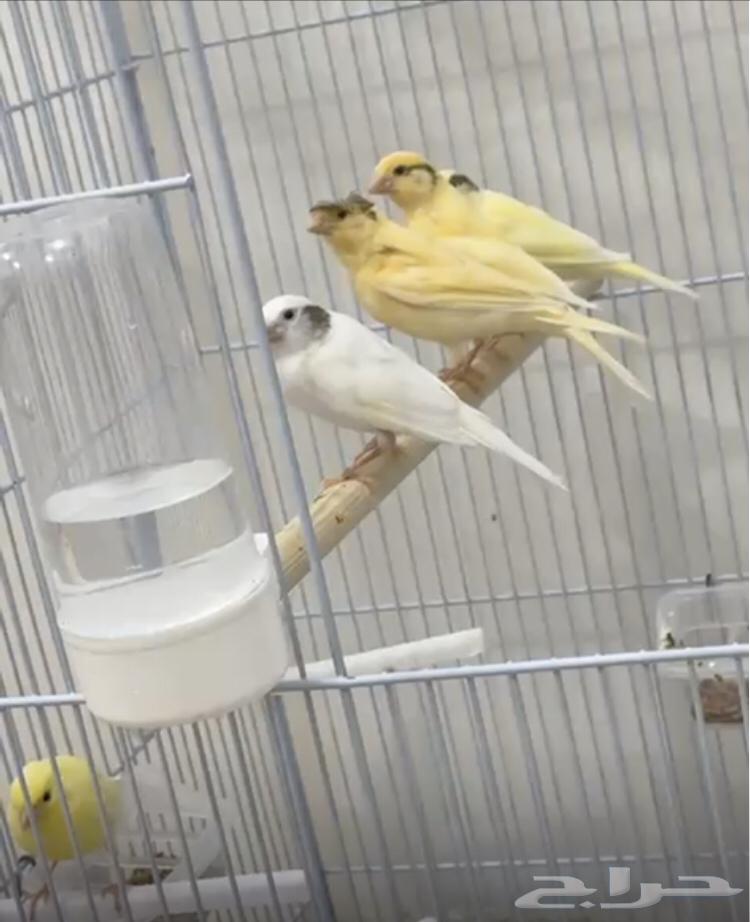 The canary has been sold outside the site63202890953731111