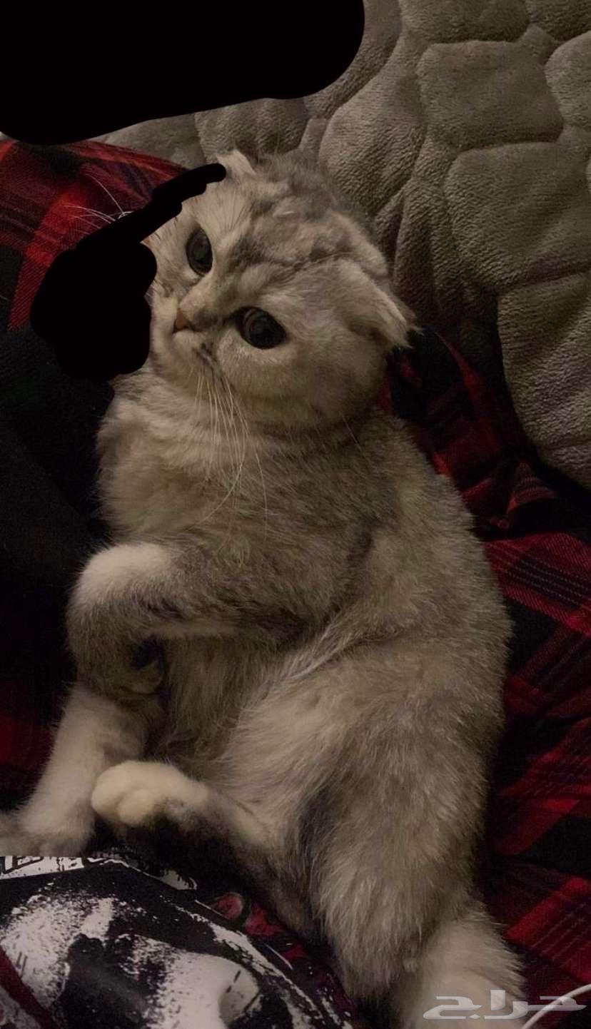 Cats63205582425474111