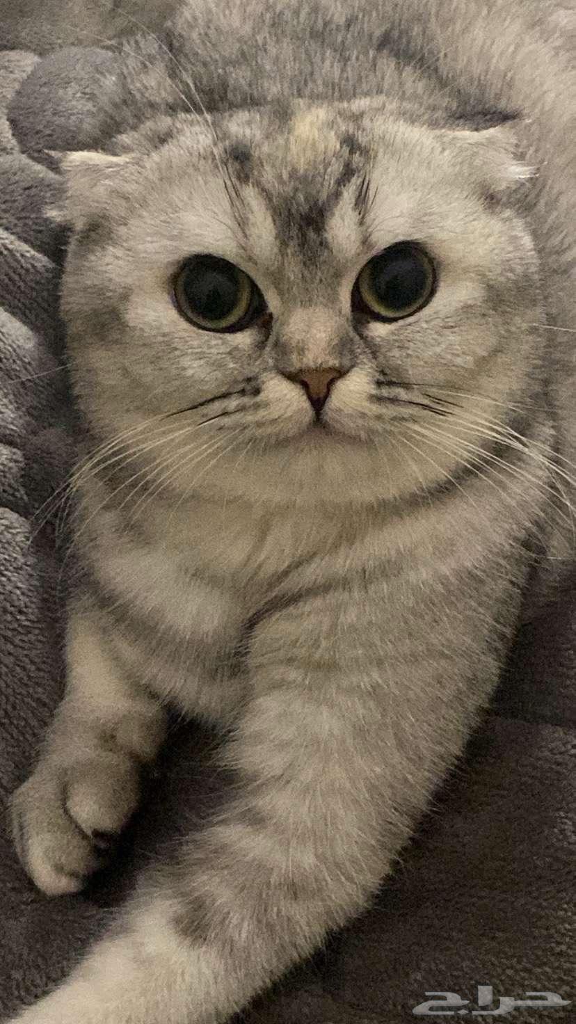Cats63205582425474112