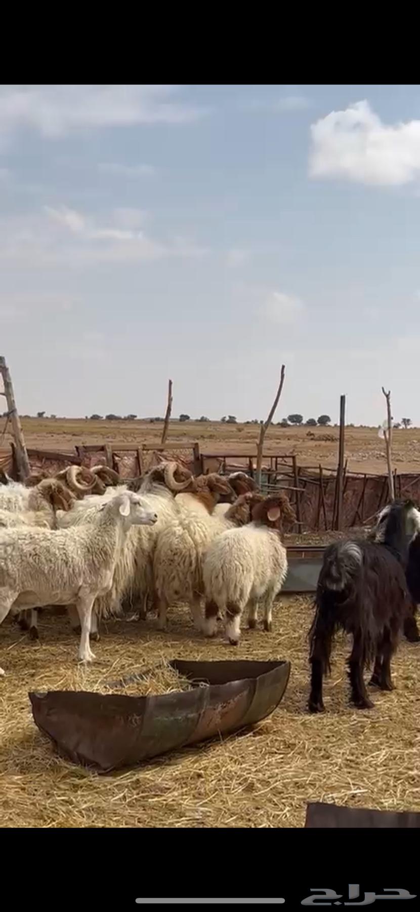 Ghaneem Naaim and goats for sale63204540590467114