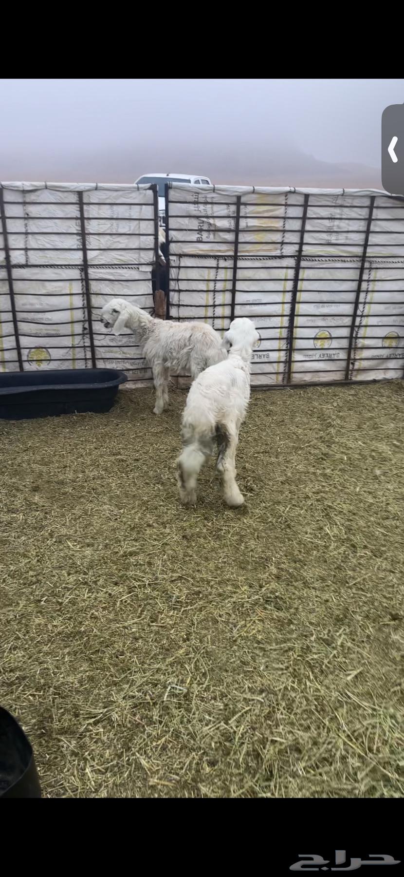 For sale: four lambs and two good, fat-tailed ewes, well-fed, three months old.63204514671873111