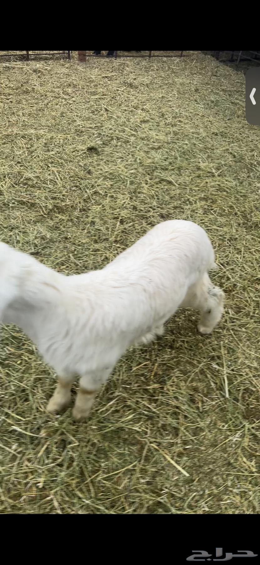 For sale: four lambs and two good, fat-tailed ewes, well-fed, three months old.63204514671873113