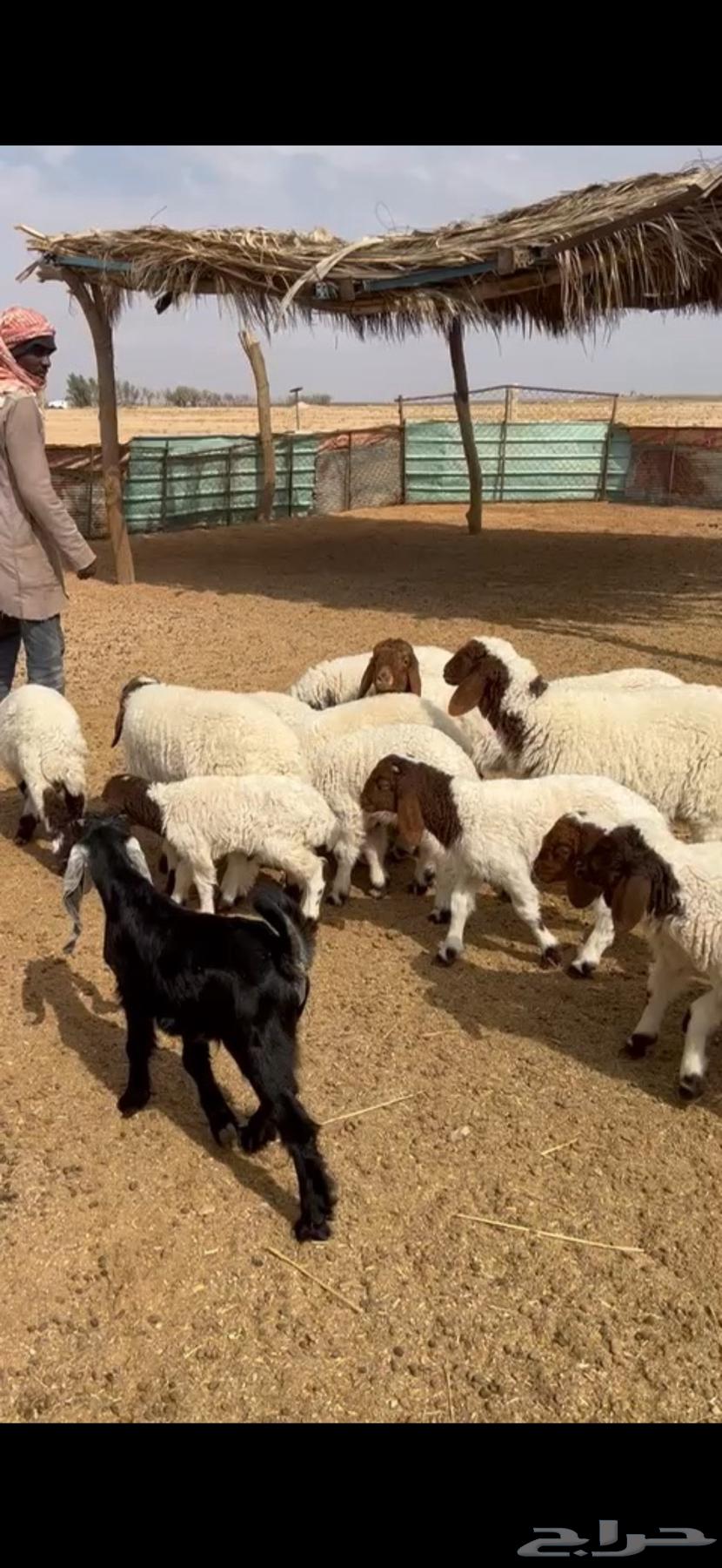 Ghaneem Naaim and goats for sale63204540590467111