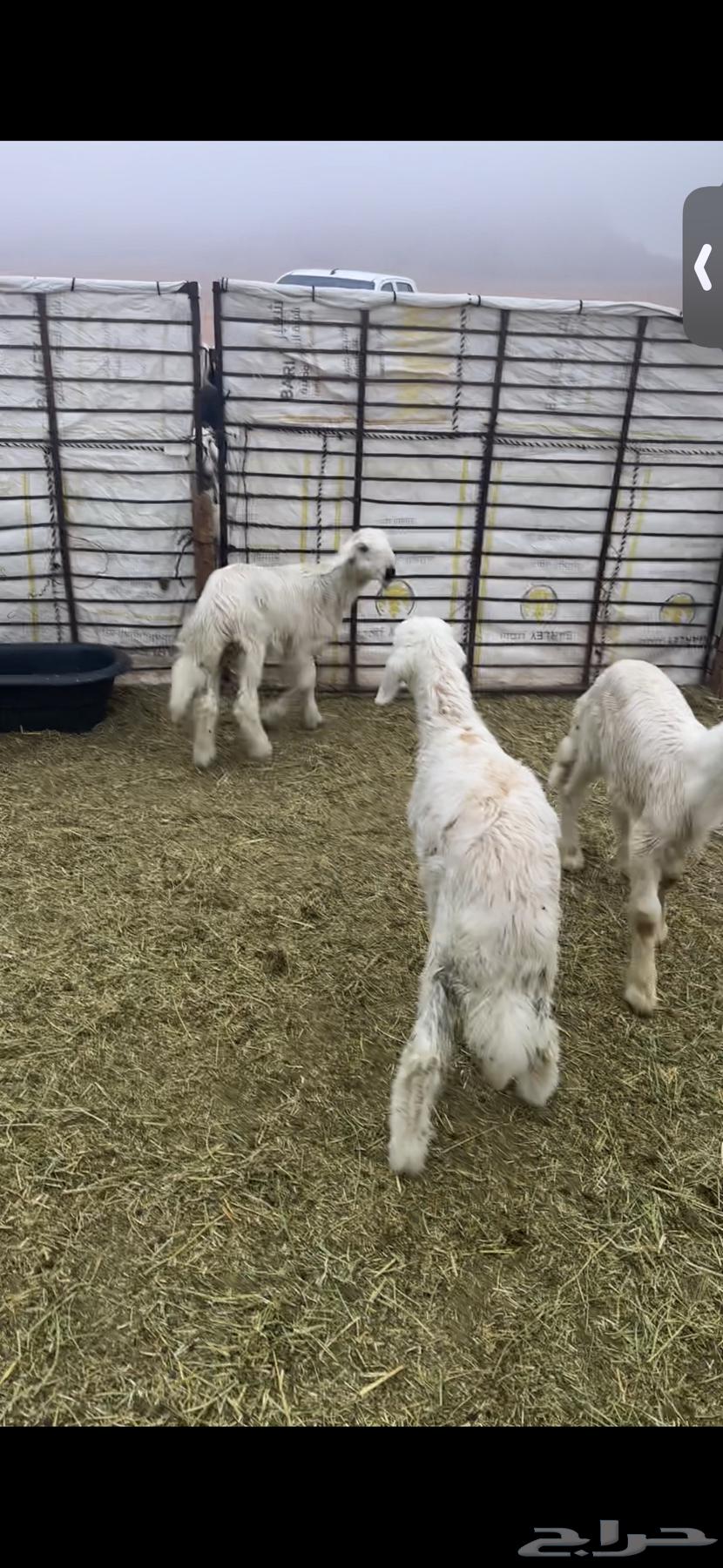 For sale: four lambs and two good, fat-tailed ewes, well-fed, three months old.63204514671873112