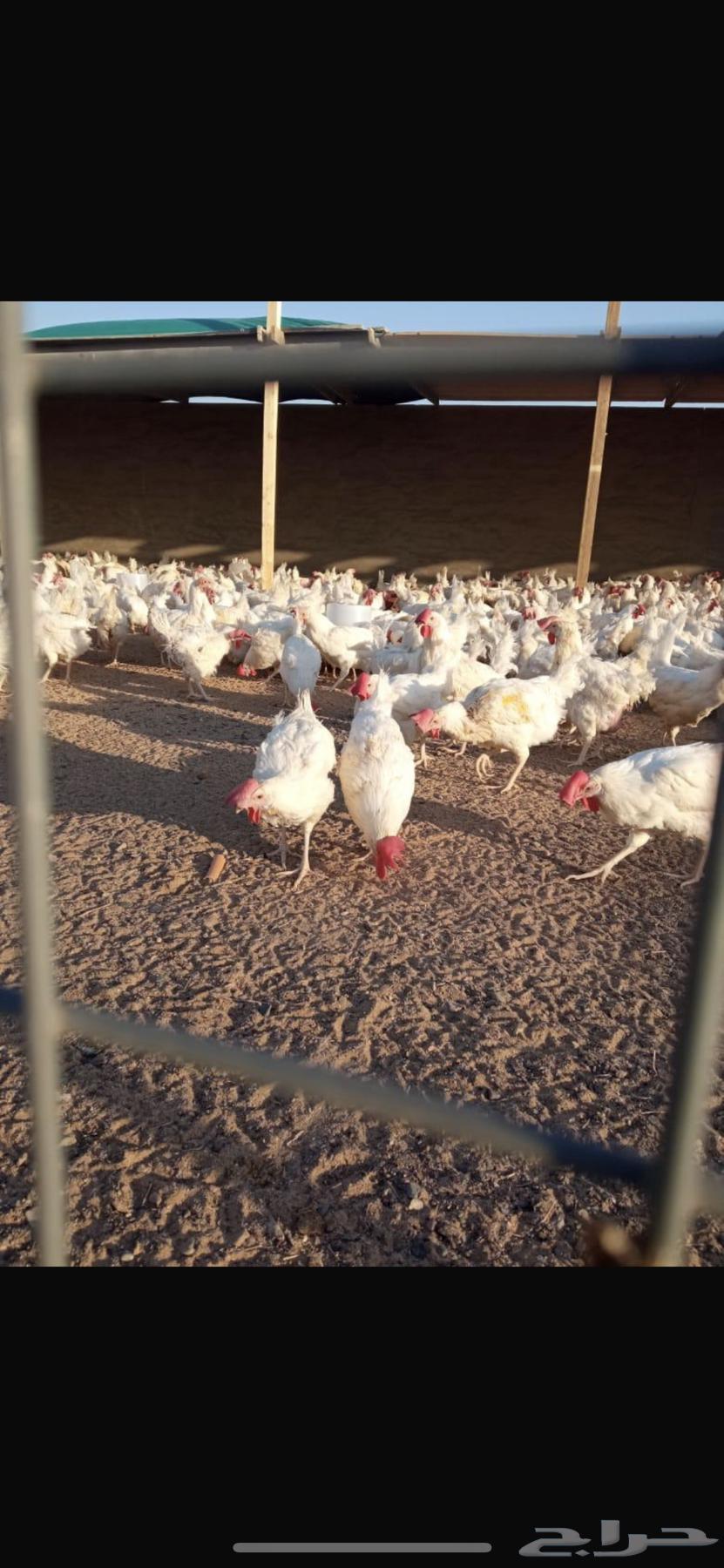 White chicken white63203938688769111