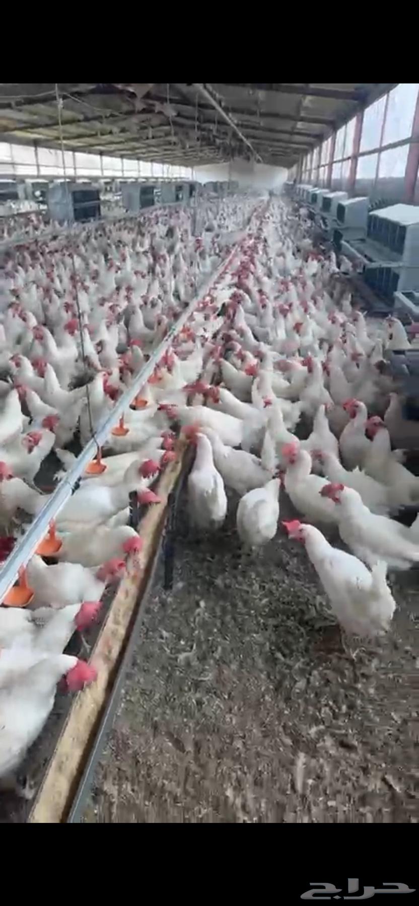 White chicken white63204540805379111