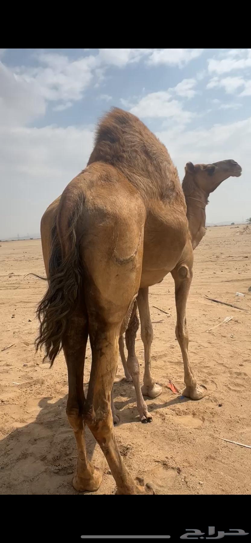 A small camel behind him ((Sold))63206119635971111